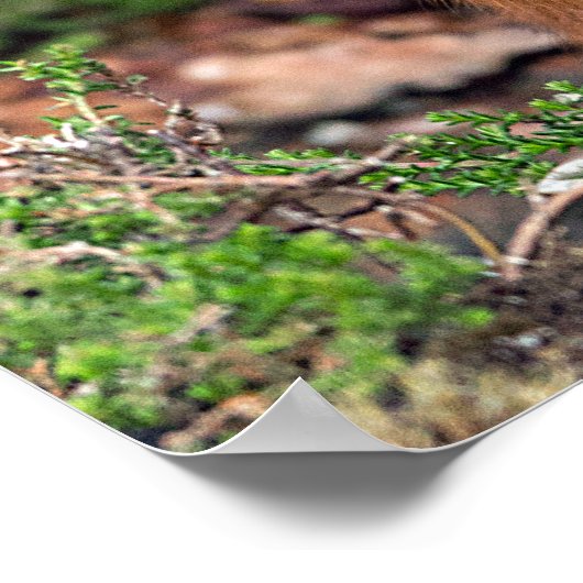 rode eekhoorn poster (Hoek)