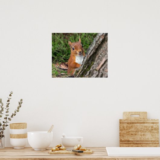 rode eekhoorn poster (Keuken)