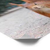 Rode eekhoorn poster (Hoek)