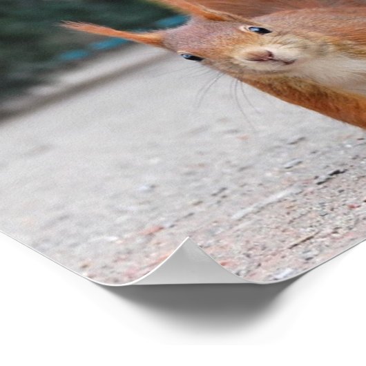 Rode eekhoorn poster (Hoek)