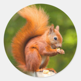 Rode eekhoorn ronde sticker