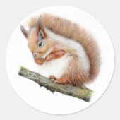 Rode Eekhoorn Stickers cirkel/rond, realistisch (Voorkant)
