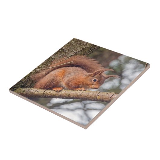 Rode eekhoorn tegeltje (Zijkant)