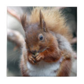 Rode eekhoorn tegeltje (Voorkant)