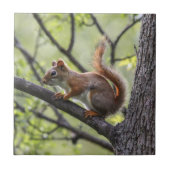 Rode eekhoorn tegeltje (Voorkant)