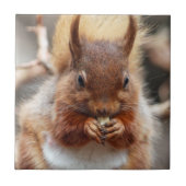 Rode eekhoorn tegeltje (Voorkant)