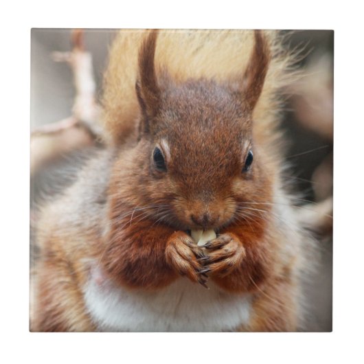 Rode eekhoorn tegeltje (Voorkant)