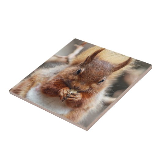 Rode eekhoorn tegeltje (Zijkant)