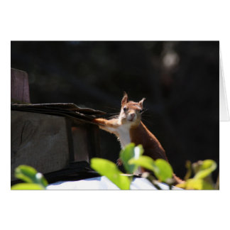 Rode eekhoorn, Tresco