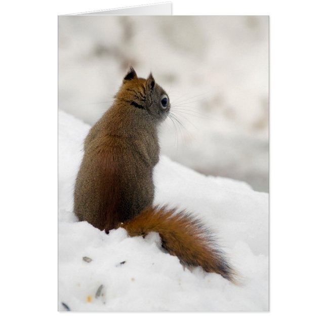 Rode eekhoorn's oliloquy (Voorkant)