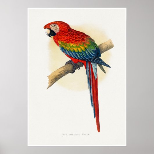 Rode en Blauwe Ara Poster (Voorkant)
