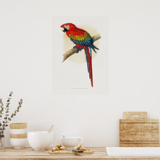 Rode en blauwe Macau (Ara macao) Poster (Keuken)