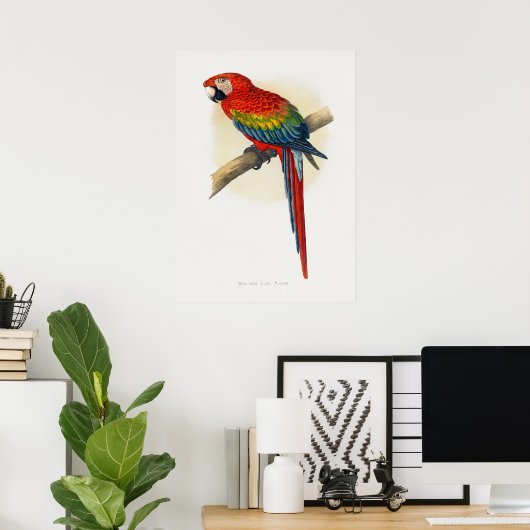 Rode en blauwe Macau (Ara macao) Poster (Thuiskantoor)