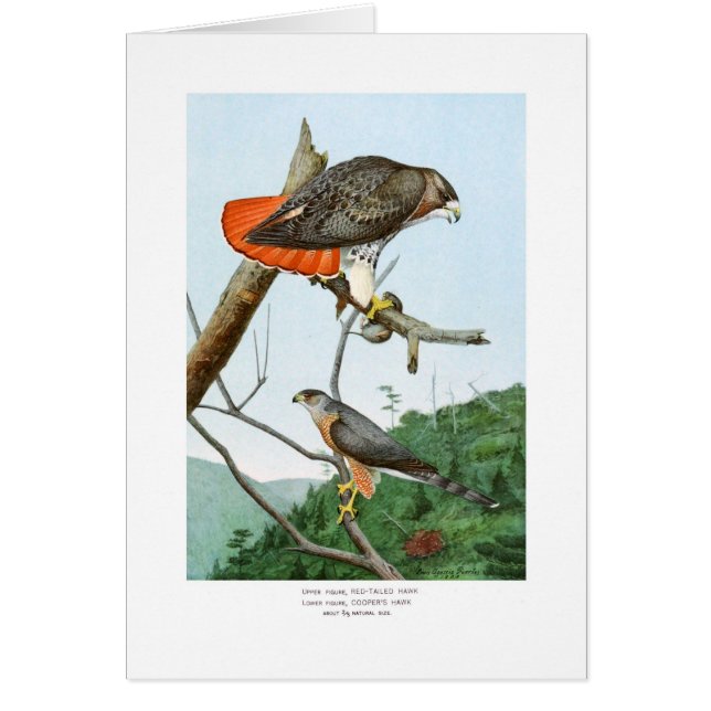Rode en Cooper's Hawks (Voorkant)