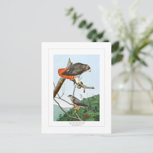 Rode en Cooper's Hawks Briefkaart (Staand voorkant)