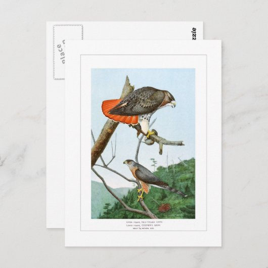 Rode en Cooper's Hawks Briefkaart (Voorkant / Achterkant)