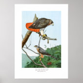 Rode en Cooper's Hawks Poster (Voorkant)