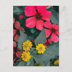 Rode en Gele Bloemen Tuin Close-up Briefkaart