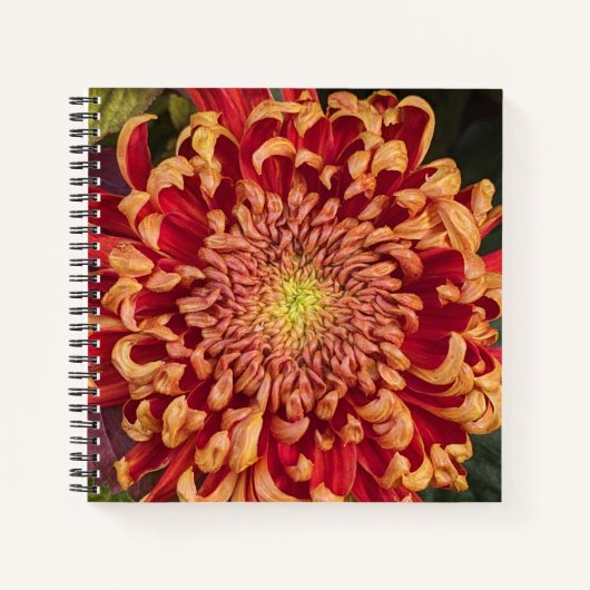 Rode en gele chrysant bloemen notitieboek (Voorkant)