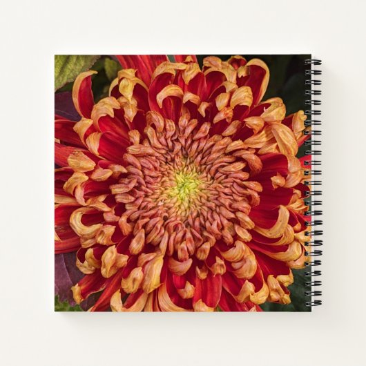 Rode en gele chrysant bloemen notitieboek (Achterkant)
