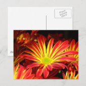Rode en gele chrysanthemumbloemen, aanpasbaar briefkaart (Voorkant / Achterkant)