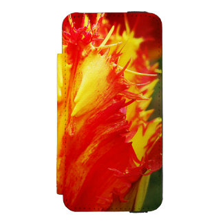 Rode en gele close-up krultulp