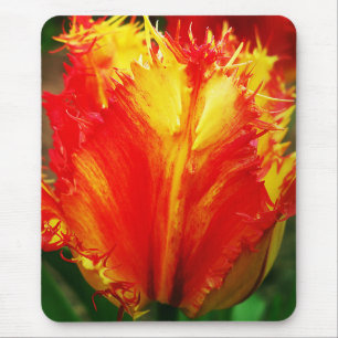 Rode en gele close-up krultulp muismat