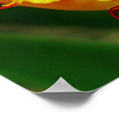 Rode en gele close-up krultulp poster (Hoek)