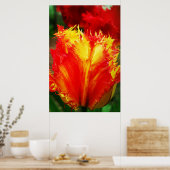 Rode en gele close-up krultulp poster (Keuken)