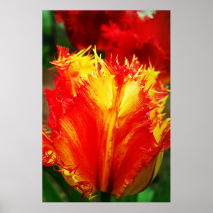 Rode en gele close-up krultulp poster
