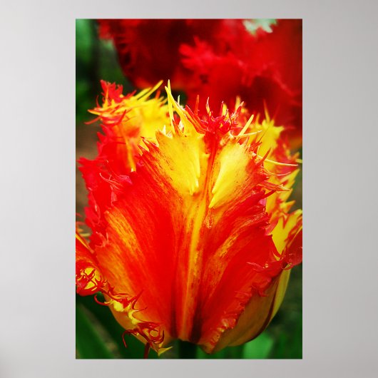 Rode en gele close-up krultulp poster (Voorkant)