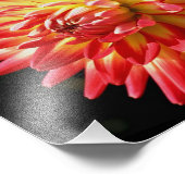 Rode en gele Dahlia 10x8 gloed dicht Foto Afdruk (Hoek)