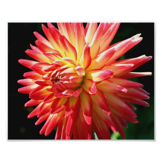 Rode en gele Dahlia 10x8 gloed dicht Foto Afdruk (Voorkant)
