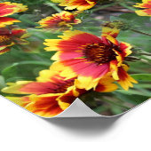 Rode en gele Daisy bloemen Poster (Hoek)