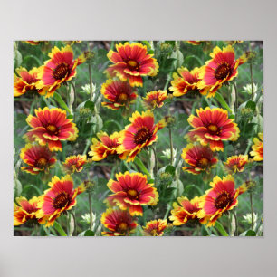 Rode en gele Daisy bloemen Poster