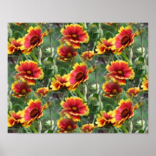 Rode en gele Daisy bloemen Poster (Voorkant)
