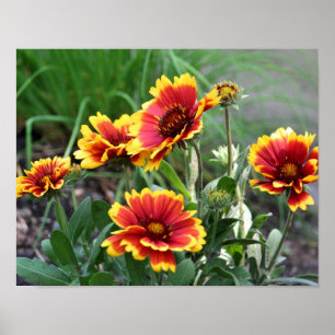 Rode En Gele Gaillardia Madeliefje Dekentbloem Poster