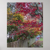 Rode en Gele Herfst Esdoornbladeren Poster (Voorkant)