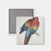 Rode en gele Macaw Magneet (Voorkant / Achterkant)