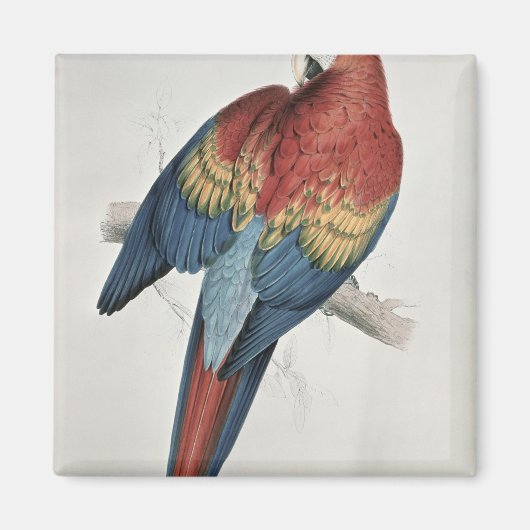 Rode en gele Macaw Magneet (Voorkant)