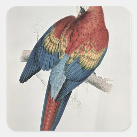 Rode en gele Macaw Vierkante Sticker (Voorkant)