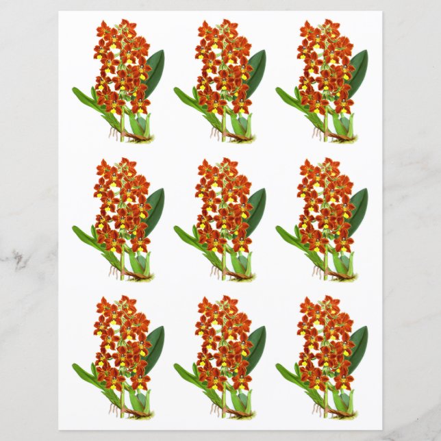  rode en gele orchidebloem (Voorkant)