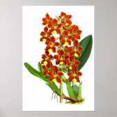  rode en gele orchidebloem poster (Voorkant)
