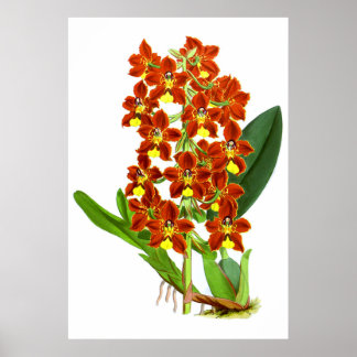 rode en gele orchidebloem poster