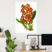 rode en gele orchidebloem poster (Thuiskantoor)