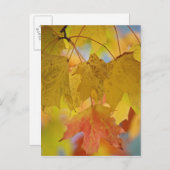Rode en gele paardenbladeren in het zuiden briefkaart (Voorkant / Achterkant)