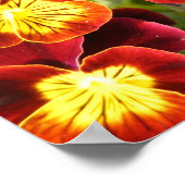 Rode en gele pansies poster (Hoek)