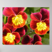 Rode en gele pansies poster (Voorkant)