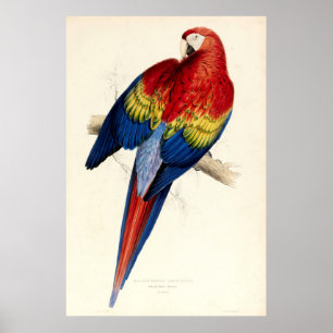 rode en gele papegaai door Edward Lear Poster
