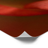 rode en gele roos poster (Hoek)